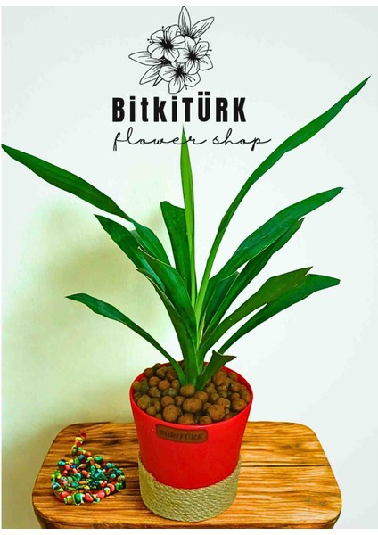 YUKKA Bitkisi , topraksız bakım Kil Bilyesinde salon bitkisi iç mekan bitkisi , Kil bilyesi fiyatları