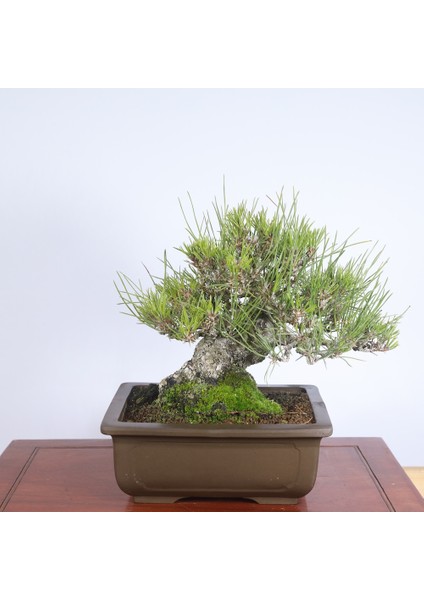 Japon Karaçamı Bonsai NO.567 fiyatları