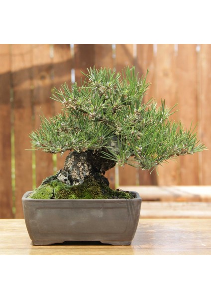 Japon Karaçamı Bonsai NO.567 fırsatları