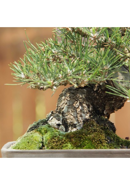 Japon Karaçamı Bonsai NO.567 indirimleri