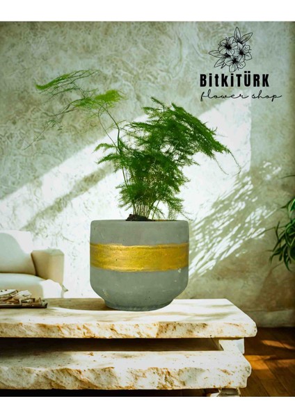Beton Saksıda Kuşkonmaz