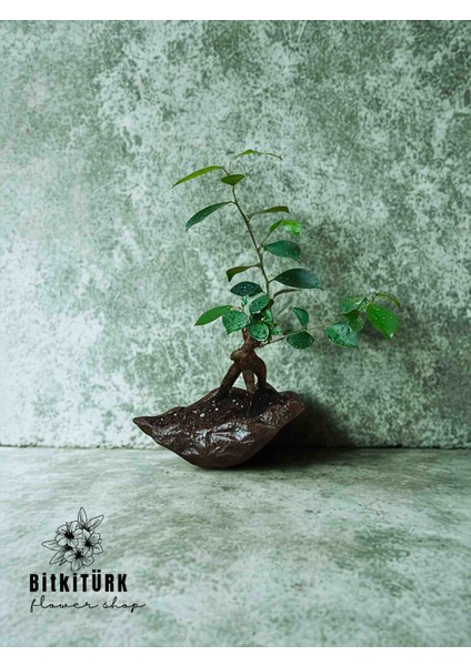 Ficus Bonsai Kayık Saksıda fiyatları