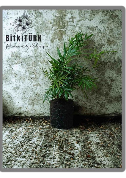 Beton Saksıda Areka Bitkisi fiyatları