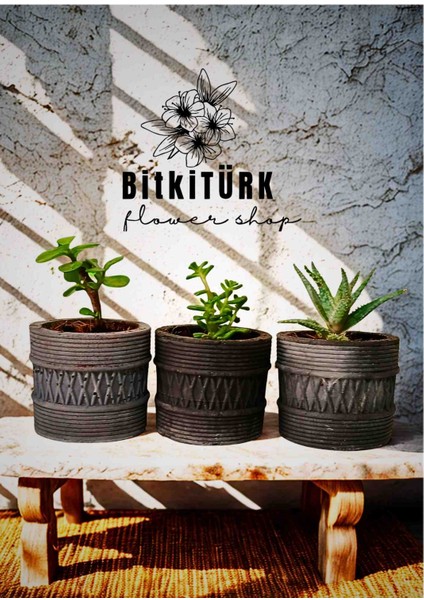 Beton Mini Saksıda 3lü Sukulent Kaktüs Seti