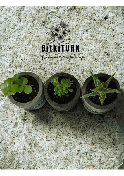 Beton Mini Saksıda 3lü Sukulent Kaktüs Seti fiyatları