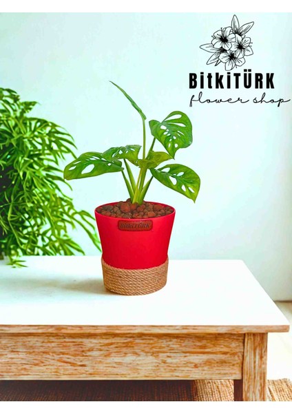 Kil Bilyesinde Monstera Monkey