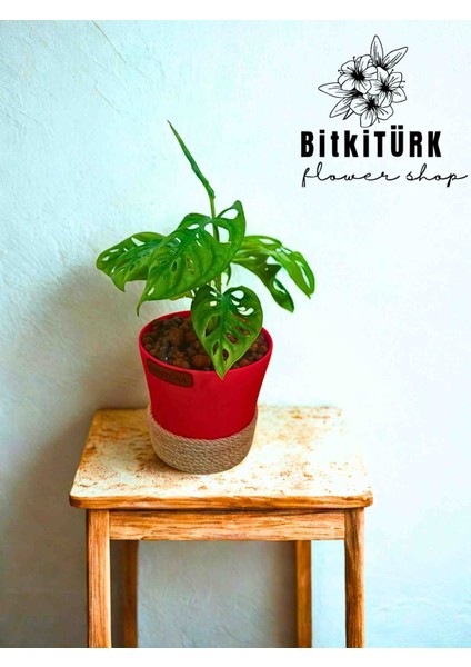 Kil Bilyesinde Monstera Monkey fiyatları