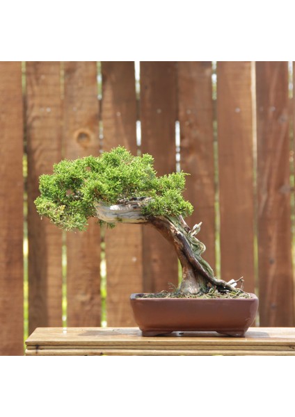 Shimpaku 'ıtoigawa' Ardıç - NO.676