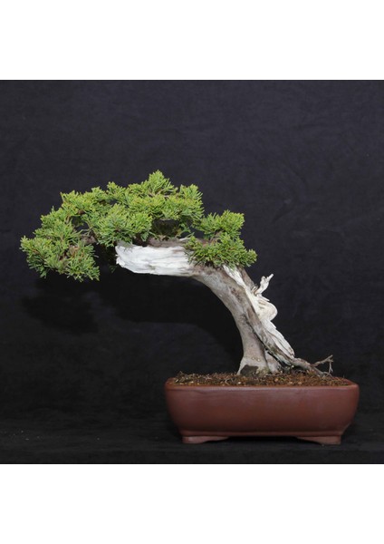 Shimpaku 'ıtoigawa' Ardıç - NO.676 fiyatları