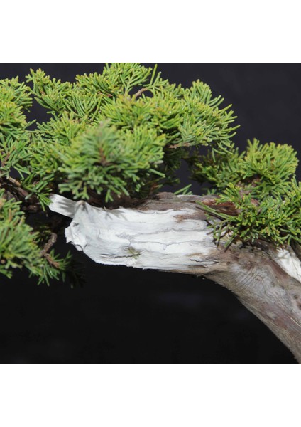 Shimpaku 'ıtoigawa' Ardıç - NO.676 modelleri