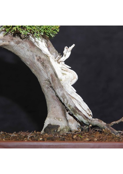 Shimpaku 'ıtoigawa' Ardıç - NO.676 fırsatları