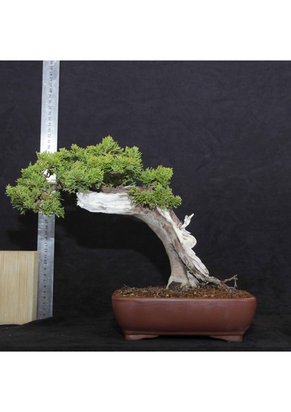 Shimpaku 'ıtoigawa' Ardıç - NO.676 indirimleri