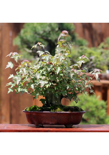 Üç Dişli Akçaağaç Kaede Bonsai - NO.621