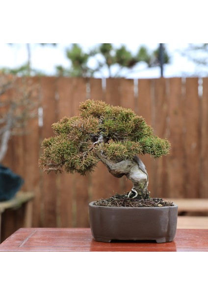 Shimpaku Ardıç - NO.819