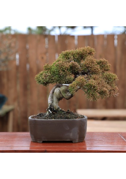 Shimpaku Ardıç - NO.819 fiyatları