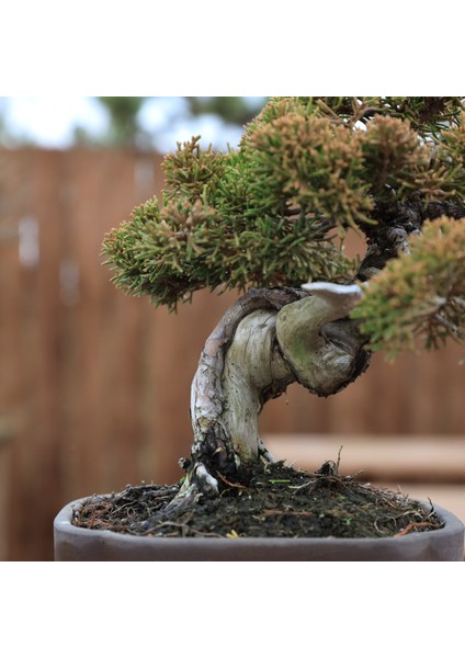 Shimpaku Ardıç - NO.819 fırsatları