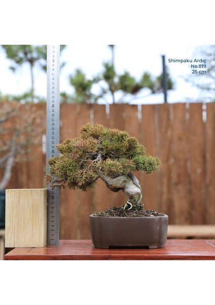 Shimpaku Ardıç - NO.819 indirimleri