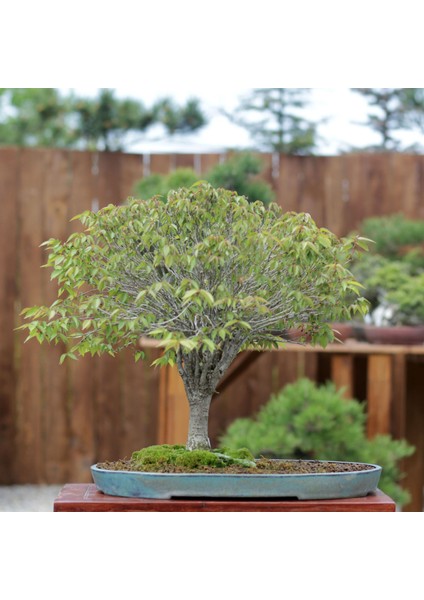 Zelkova Serrata Bonsai - NO.670