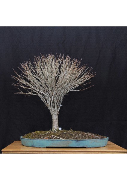 Zelkova Serrata Bonsai - NO.670 fiyatları