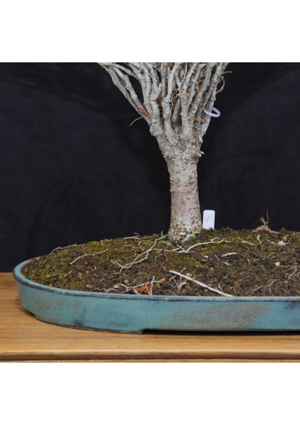 Zelkova Serrata Bonsai - NO.670 modelleri