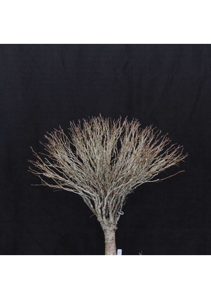 Zelkova Serrata Bonsai - NO.670 fırsatları
