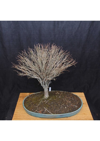 Zelkova Serrata Bonsai - NO.670 indirimleri