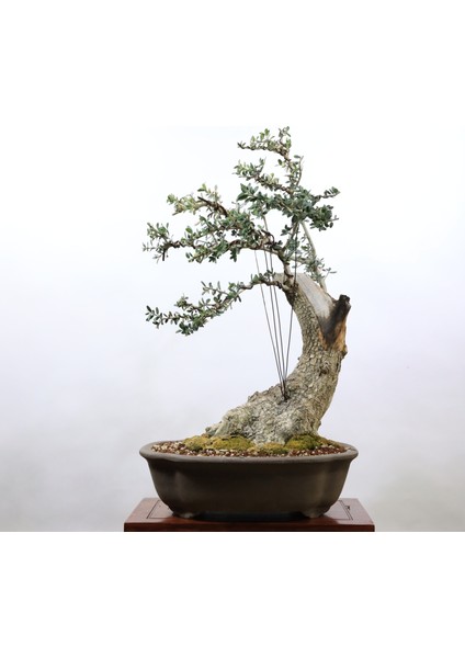 Zeytin Bonsai - Olea Europaea Sylvestris NO.916