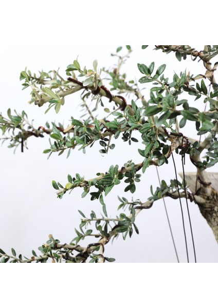 Zeytin Bonsai - Olea Europaea Sylvestris NO.916 fiyatları