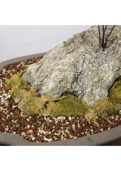 Zeytin Bonsai - Olea Europaea Sylvestris NO.916 modelleri