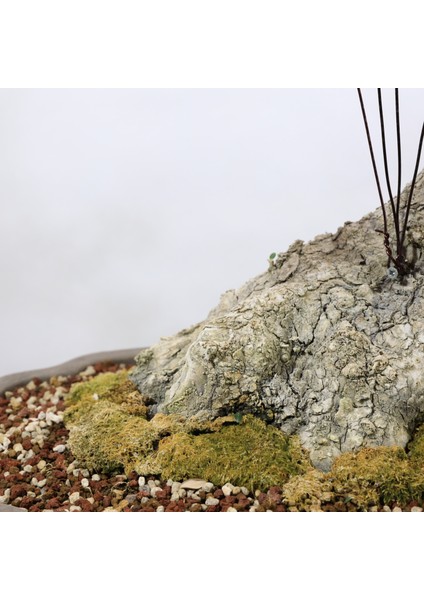 Zeytin Bonsai - Olea Europaea Sylvestris NO.916 fırsatları