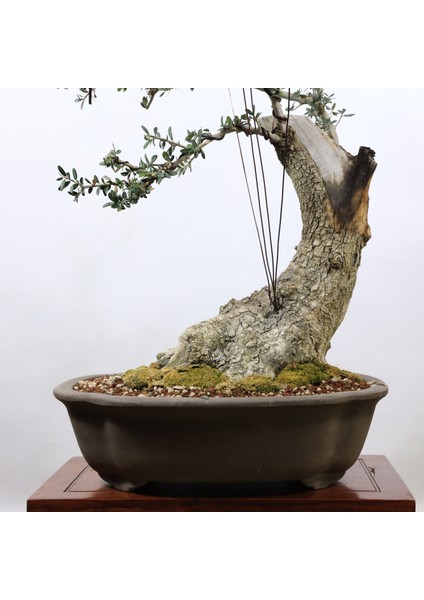 Zeytin Bonsai - Olea Europaea Sylvestris NO.916 indirimleri