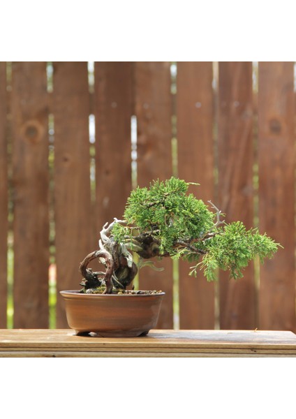 Shimpaku 'ıtoigawa' Ardıç - NO.584