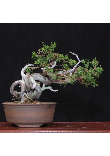 Shimpaku 'ıtoigawa' Ardıç - NO.584 fiyatları