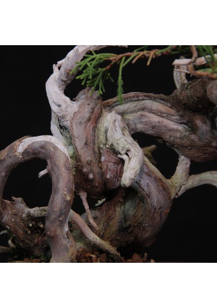 Shimpaku 'ıtoigawa' Ardıç - NO.584 modelleri