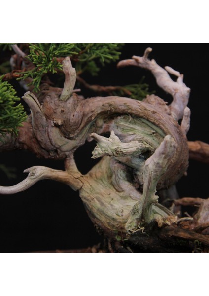 Shimpaku 'ıtoigawa' Ardıç - NO.584 fırsatları