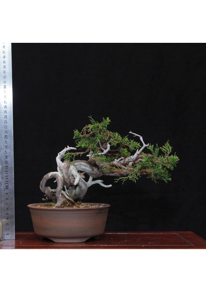 Shimpaku 'ıtoigawa' Ardıç - NO.584 indirimleri