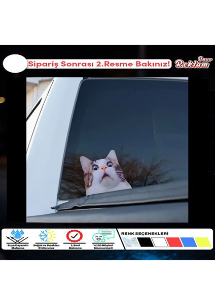 Şaşkın Kedi Araba Stickerı - Komik Bakışlı Oto Çıkartma - Yan Cam Arka Cam Vinil Etiket - 20X15CM
