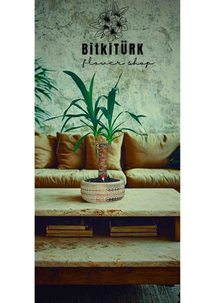 Yukka Bitkisi Beton Saksıda