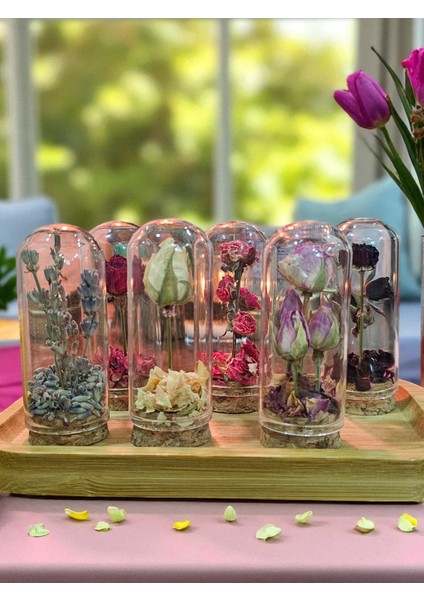 Pisidia Pembe Gül Kapsülü – El Yapımı Gül Fanus, Doğal, Dekoratif, Masa Biblosu Hediyelik, Romantik fırsatları