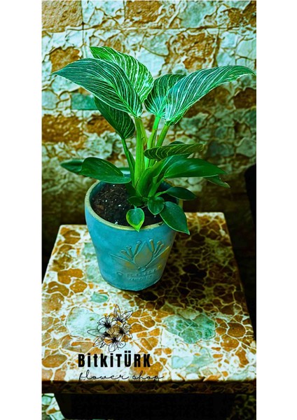 Philidendron Birkin Salon Bitkisi