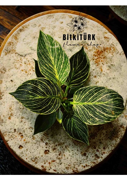 Philidendron Birkin Salon Bitkisi fiyatları