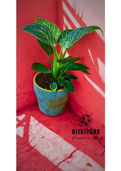 Philidendron Birkin Salon Bitkisi fırsatları