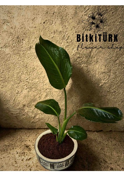 Starliçe Beton Saksıda