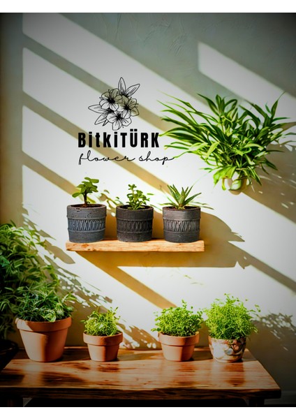 Beton Mini Saksıda 3lü Sukulent Kaktüs Seti fırsatları