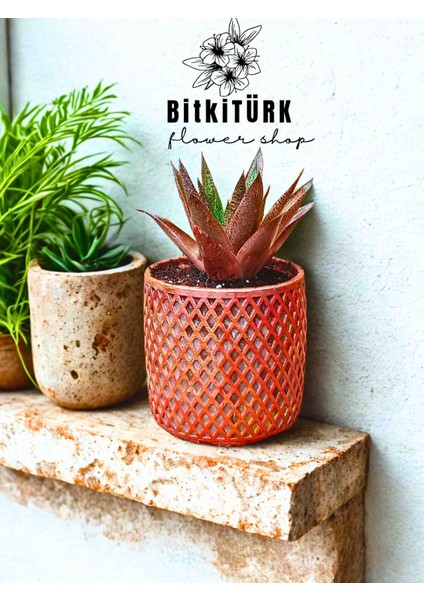 Büyük Kırmızı Kaktüs Huwarthia Bakır Efektli Beton Saksıda fiyatları