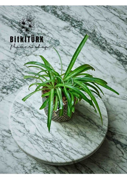 Beton Saksıda Kurdele Bitkisi fırsatları