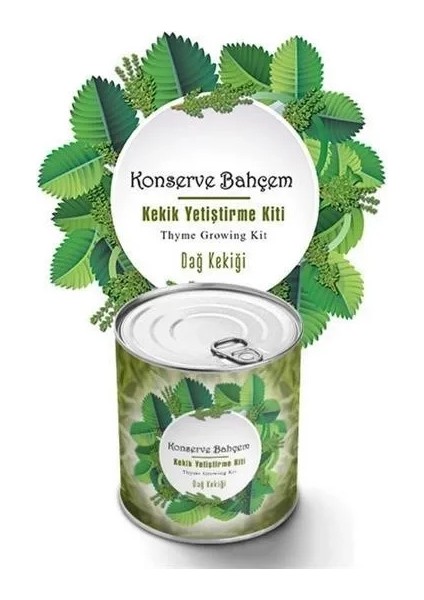 Buffer® Konserve Evde Konservede Kekik Dağ Kekiği Yetiştirme Kiti