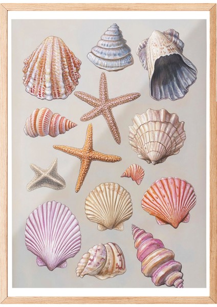 Ahşap Çerçeveli Tablo, Deniz Kabukları, Pembe Arka Planlı, Koleksiyon Çizimi 1 Poster No: 107442