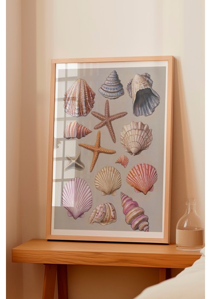 Ahşap Çerçeveli Tablo, Deniz Kabukları, Pembe Arka Planlı, Koleksiyon Çizimi 1 Poster No: 107442 fiyatları