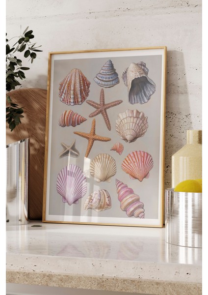 Ahşap Çerçeveli Tablo, Deniz Kabukları, Pembe Arka Planlı, Koleksiyon Çizimi 1 Poster No: 107442 fırsatları